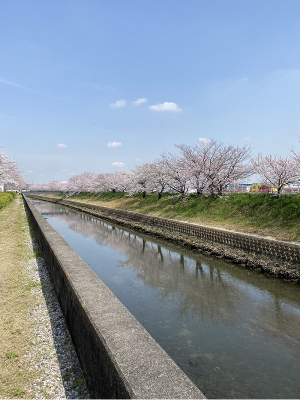 しののめの桜