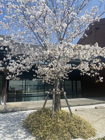 桜20220419①