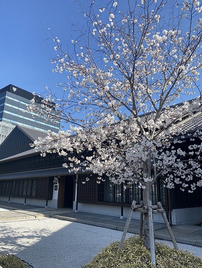 桜20220419②