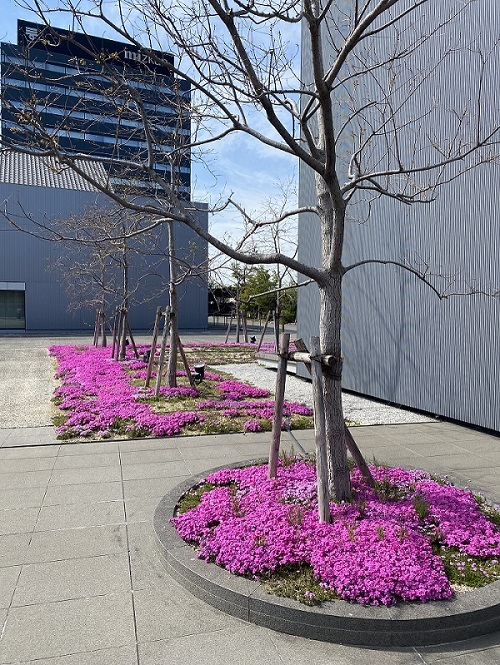 芝桜20220419①