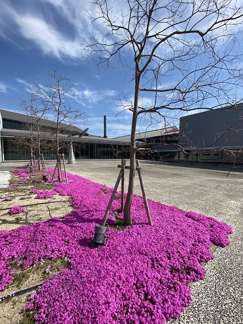 芝桜202204192②