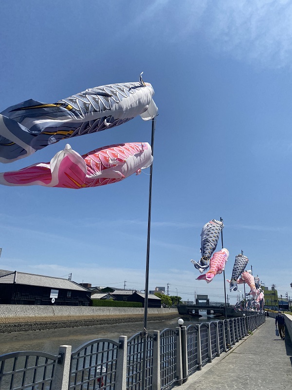 5月鯉のぼり たくさん