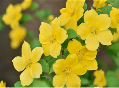 山吹の花 写真
