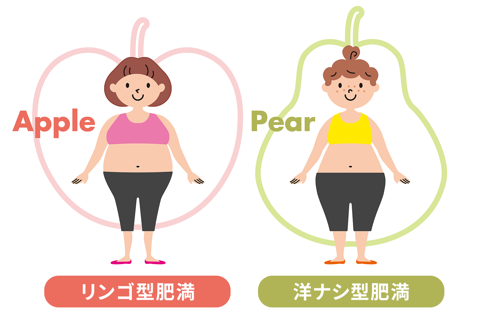 リンゴ型肥満と洋ナシ型肥満