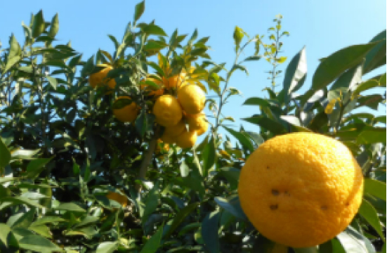 高知県産ゆず果汁使用