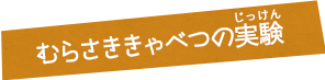 むらさききゃべつの実験