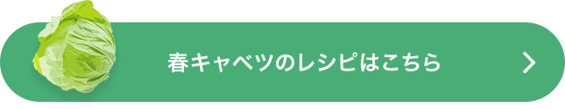 春キャベツのレシピはこちら