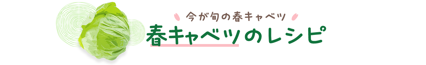 今が旬の春キャベツ　春キャベツのレシピ