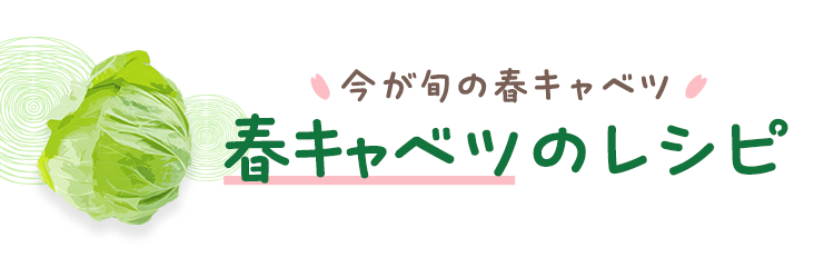 今が旬の春キャベツ　春キャベツのレシピ