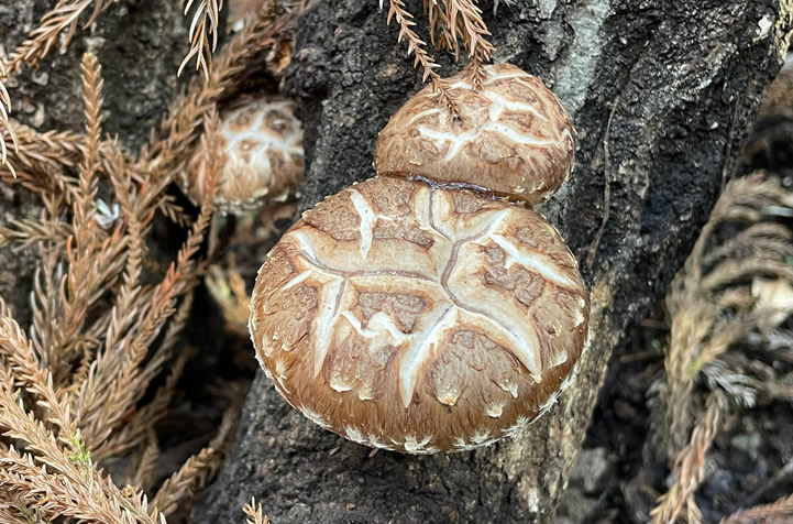 地元産椎茸