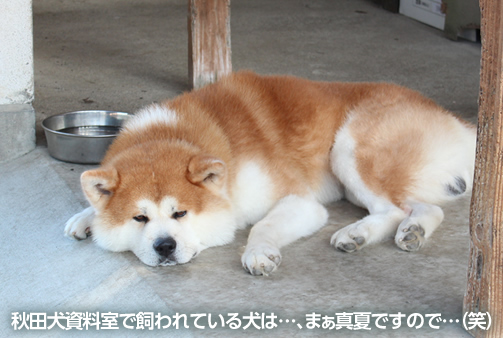 秋田犬の町、大館