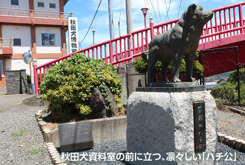 秋田犬の町、大館