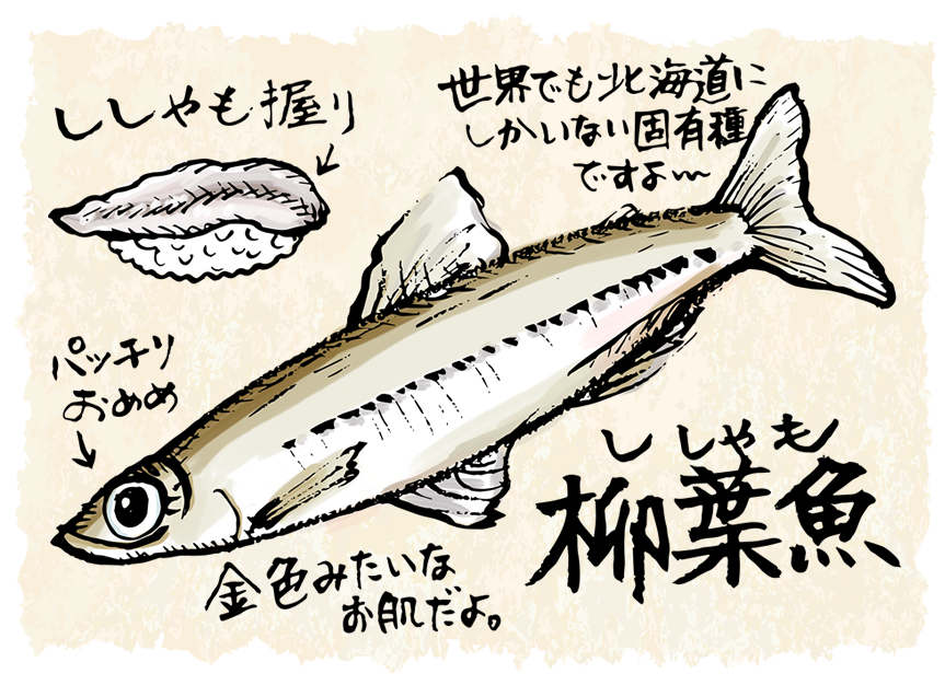 柳葉魚　ししゃも