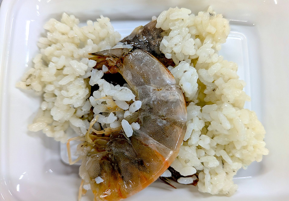 黒麹菌 × パナメイエビ