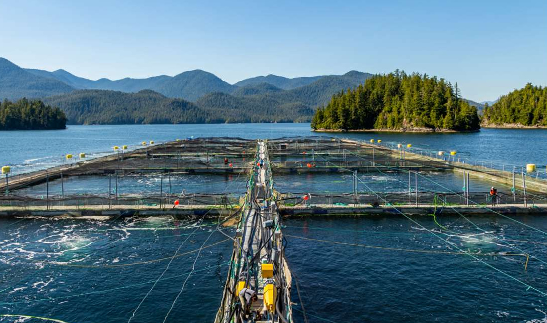 ブリティッシュ・コロンビア州の海洋サーモン養殖場