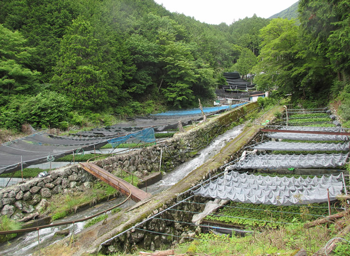 安部川の支流の渓流に面した一大ワサビ田地帯