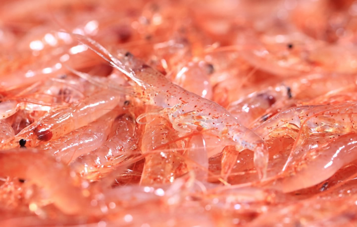桜エビ