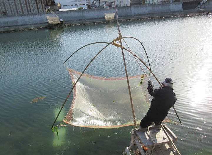 四つ手網で獲る珍しいシロウオ漁