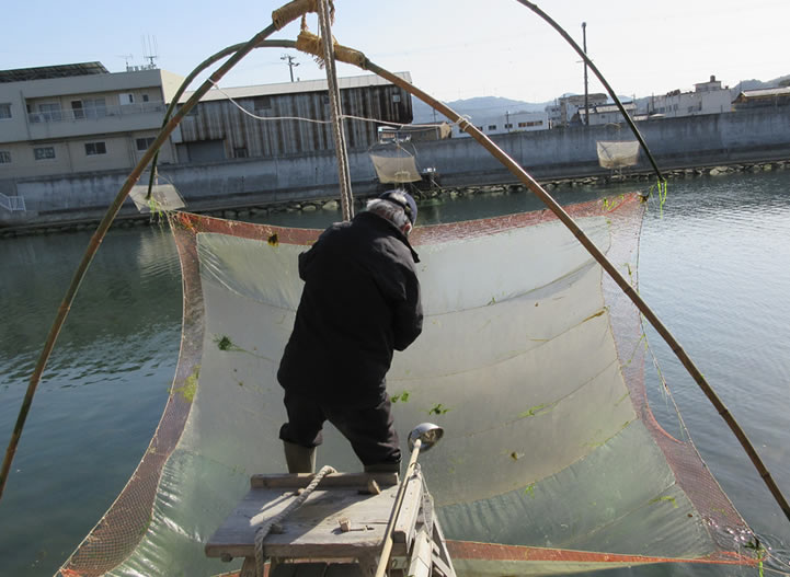 シロウオ漁　四つ手網