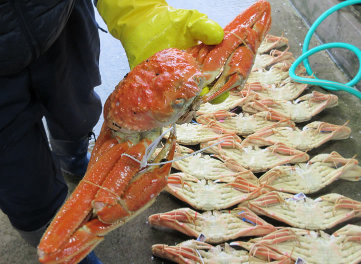 紅ズワイガニ