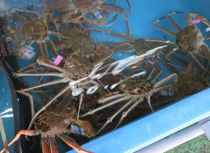 ズワイガニ 紅ズワイガニ