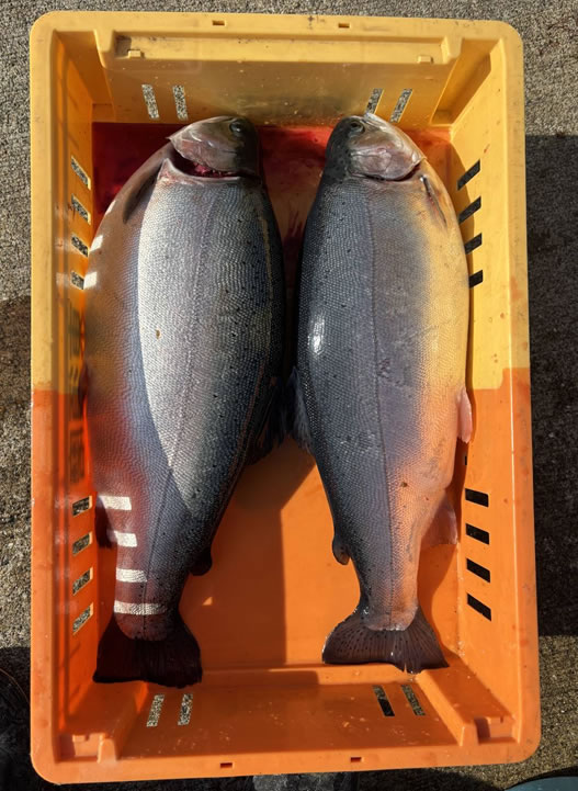 神戸元気サーモン