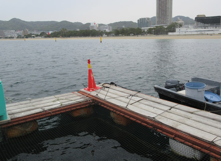 神戸元気サーモンの養殖