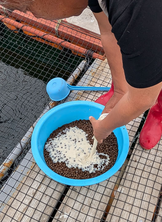 餌に酒粕を入れる様子