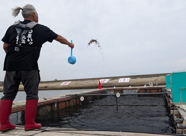 酒粕入りの餌を与える