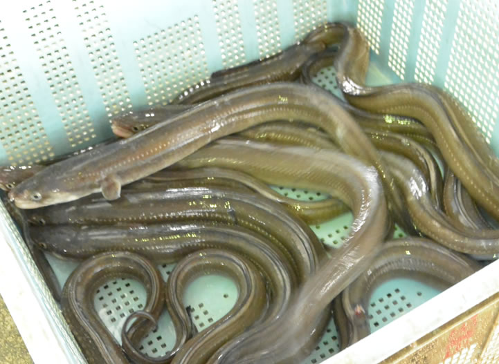 伝助穴子
