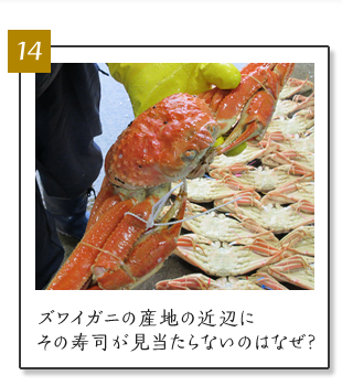 (14)やっぱりズワイガニは冬の味覚の王様！でも、産地の近辺にその寿司が見当たらないのはなぜ？