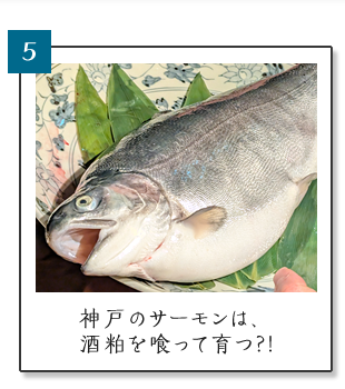 (5) 神戸のサーモンは、酒粕を喰って育つ?!