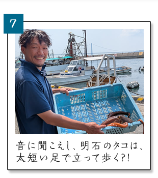 (7) 音に聞きし、明石のタコは、太短い足で立って歩く?!