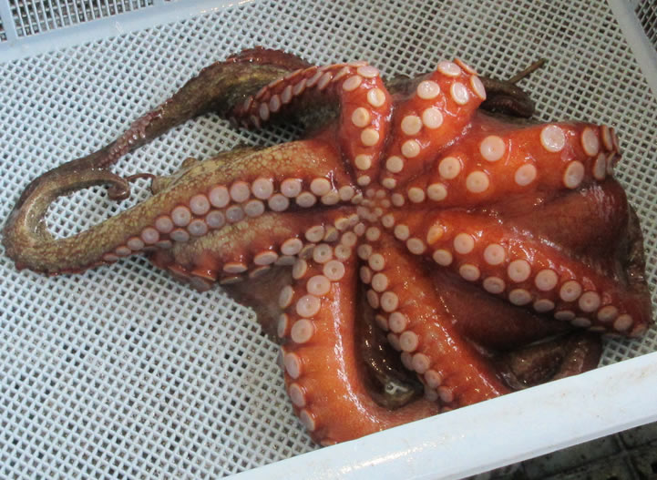明石のタコ