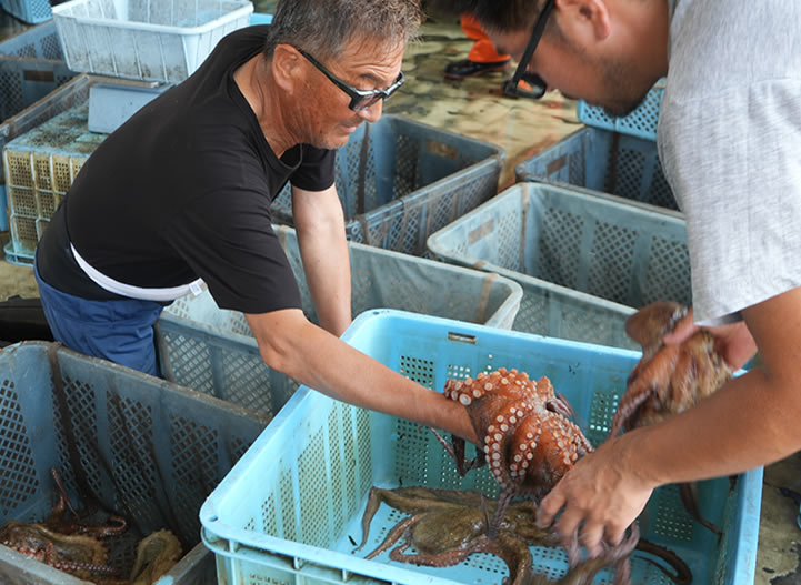 明石ダコ　漁協の人や漁師