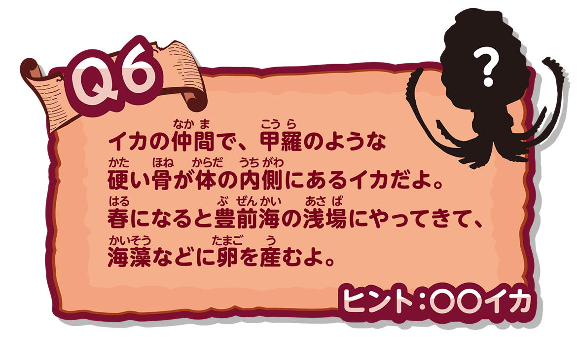 イカの仲間で、甲羅のような硬い骨が体の内側にあるイカだよ。春になると豊前海の浅場にやってきて、海藻などに卵を産むよ。
