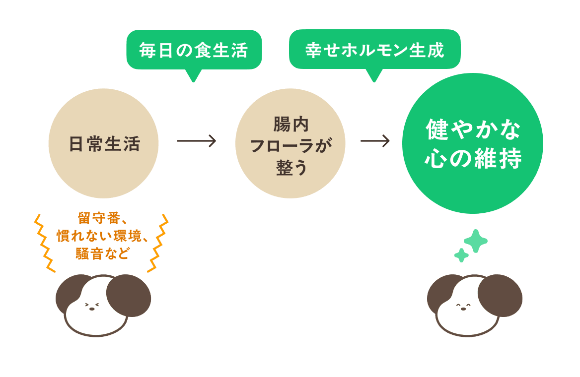 留守番・慣れない環境・騒音など日常生活のストレス→腸内フローラが整う→幸せホルモン生成・健やかな心の維持